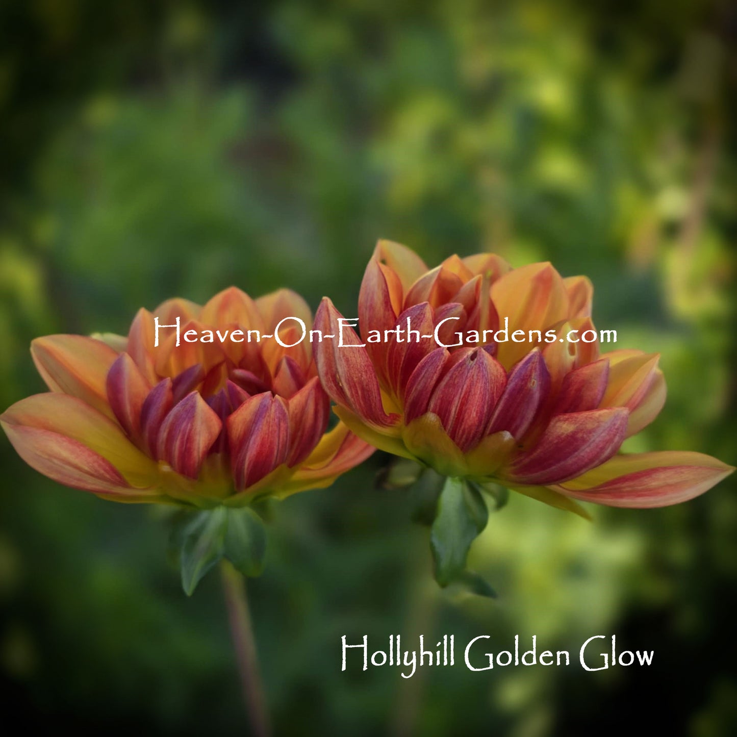 Hollyhill Golden Glow