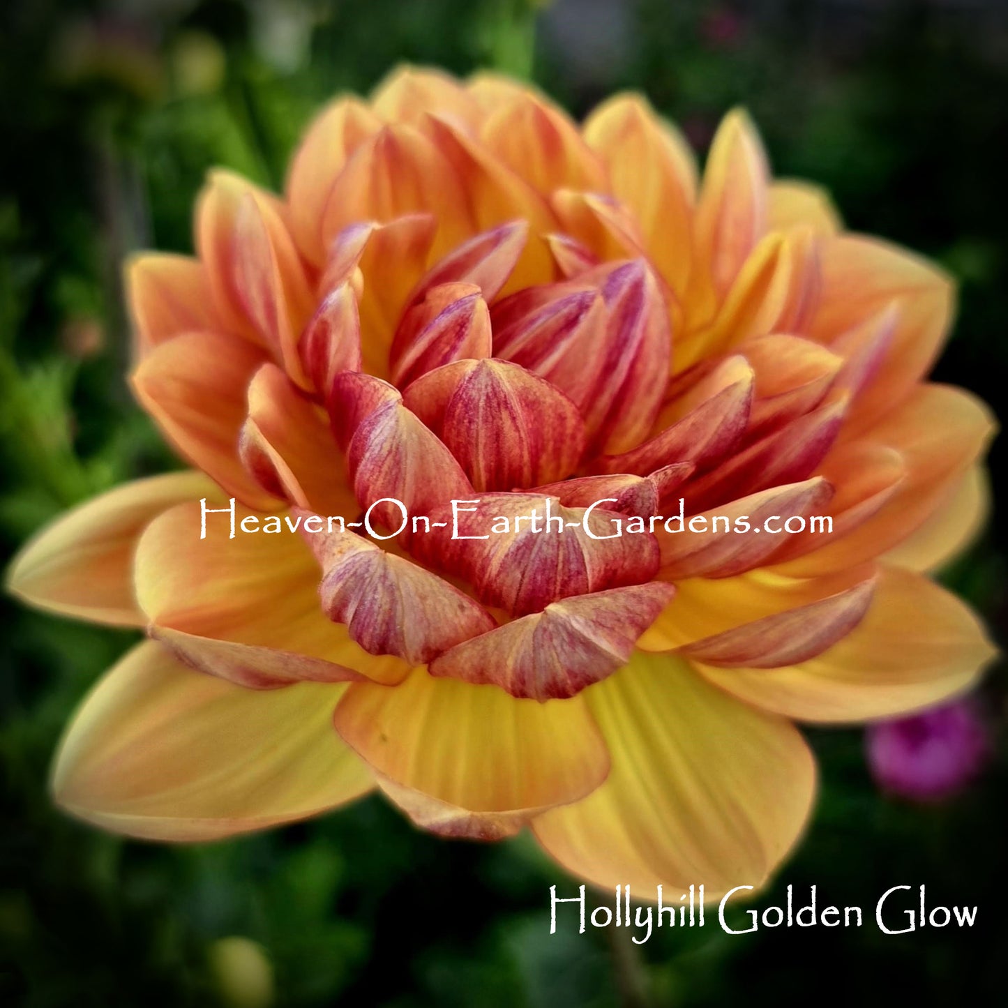 Hollyhill Golden Glow