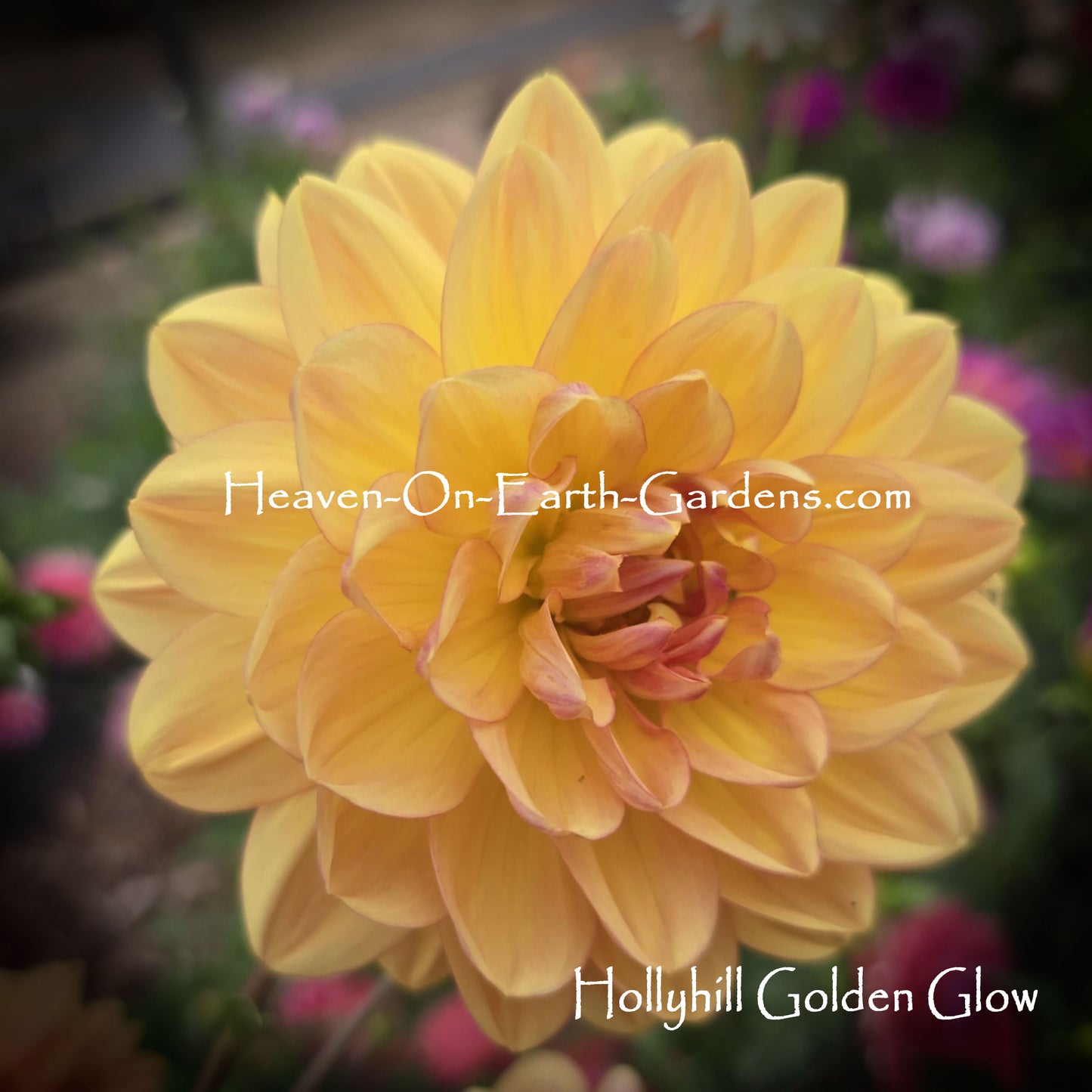 Hollyhill Golden Glow