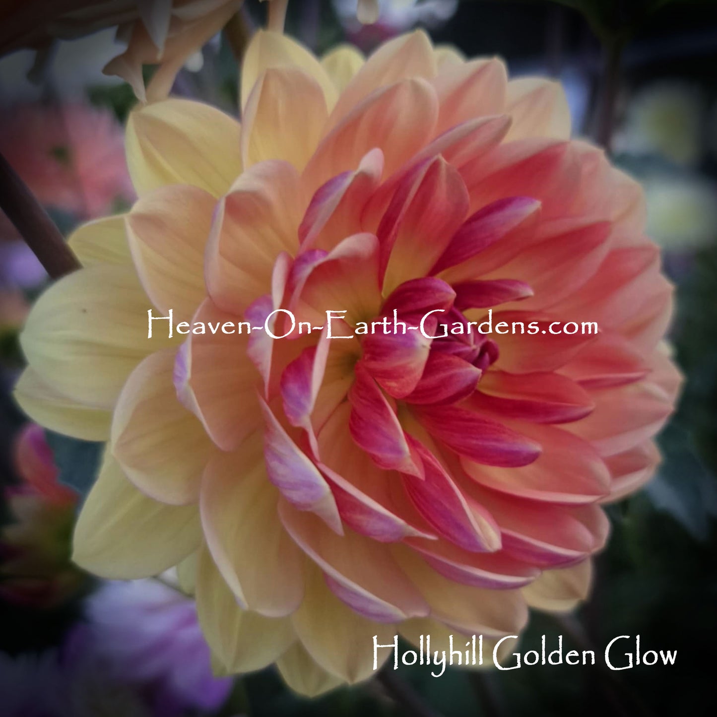 Hollyhill Golden Glow