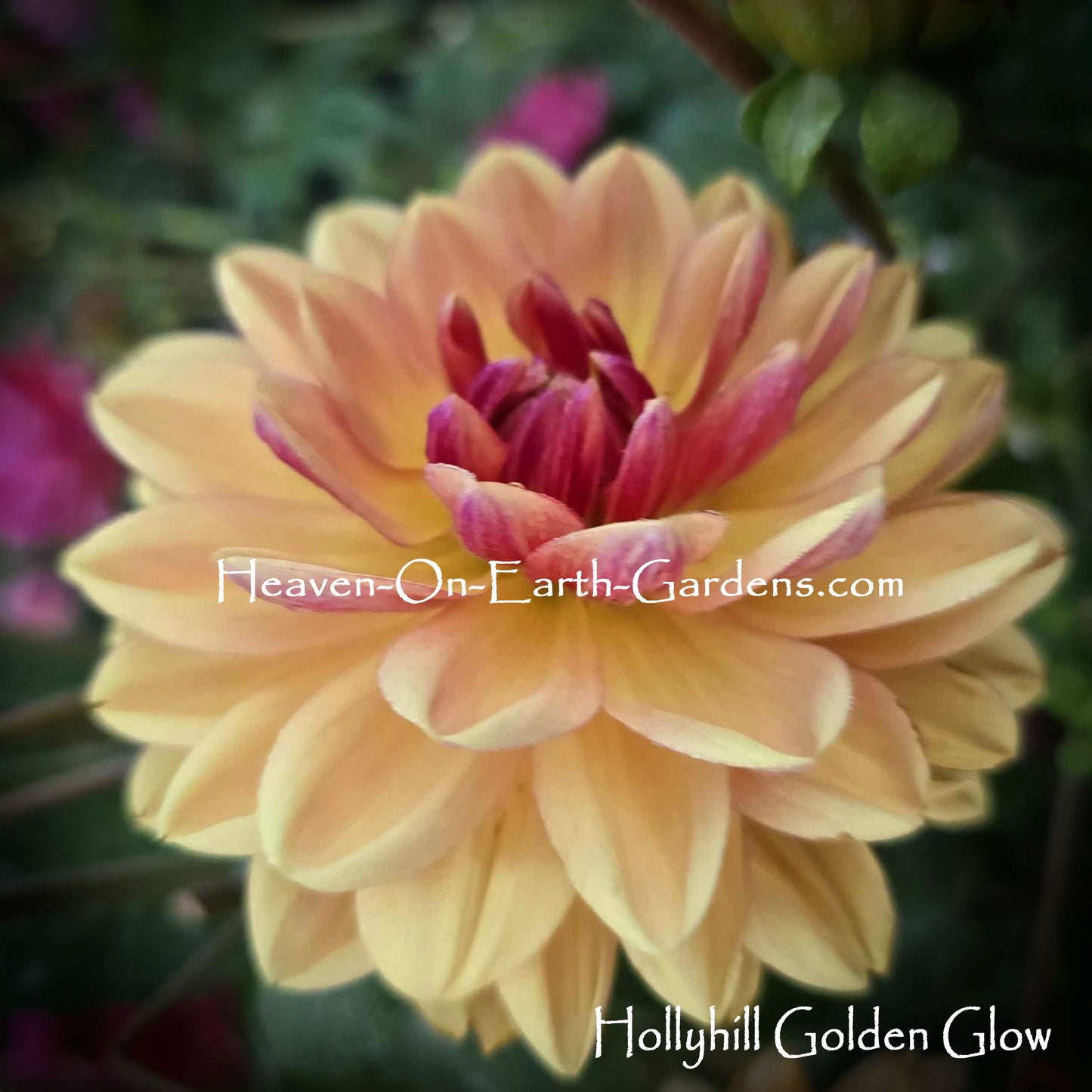 Hollyhill Golden Glow