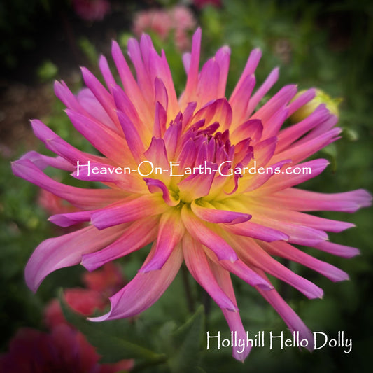 Hollyhill Hello Dolly