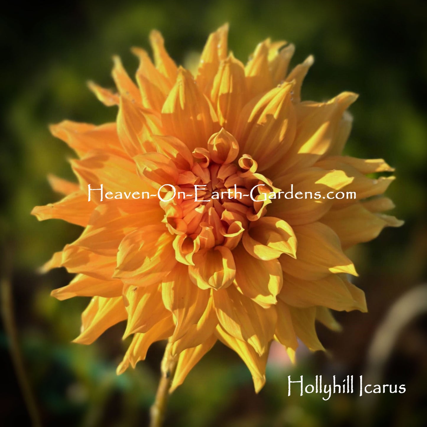 Hollyhill Icarus