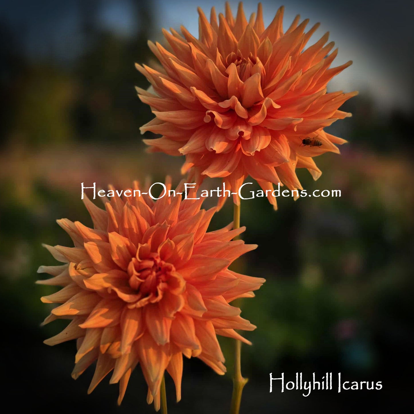 Hollyhill Icarus