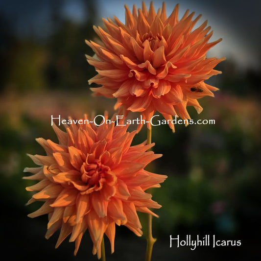 Hollyhill Icarus