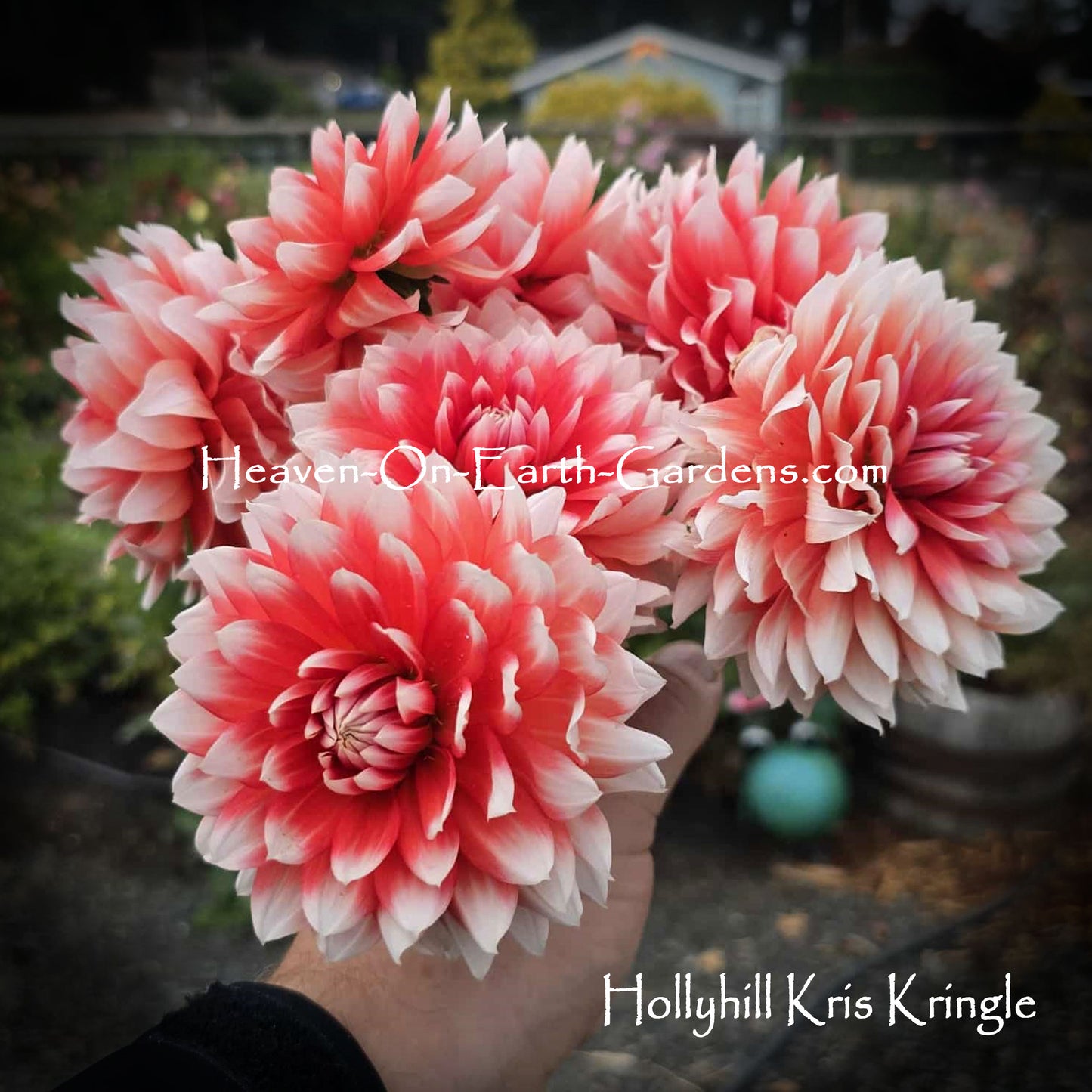 Hollyhill Kris Kringle