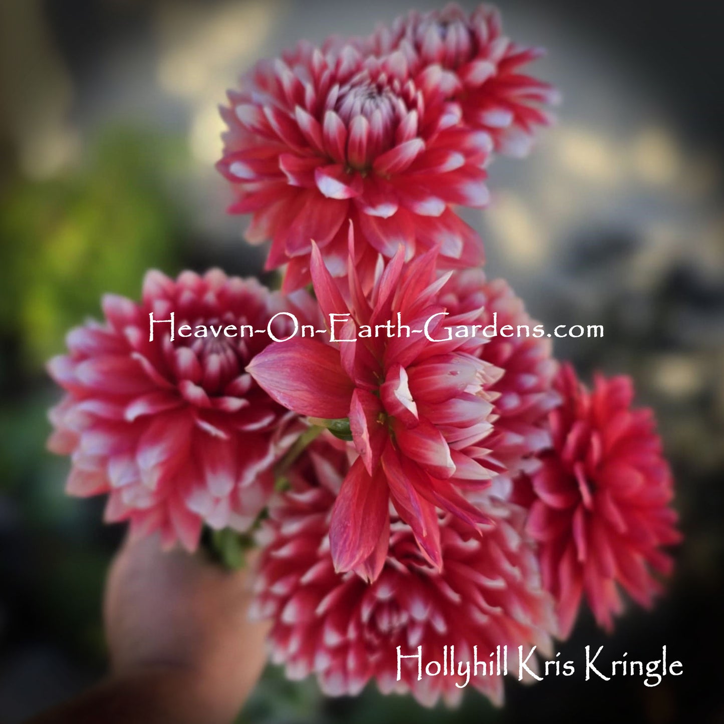Hollyhill Kris Kringle