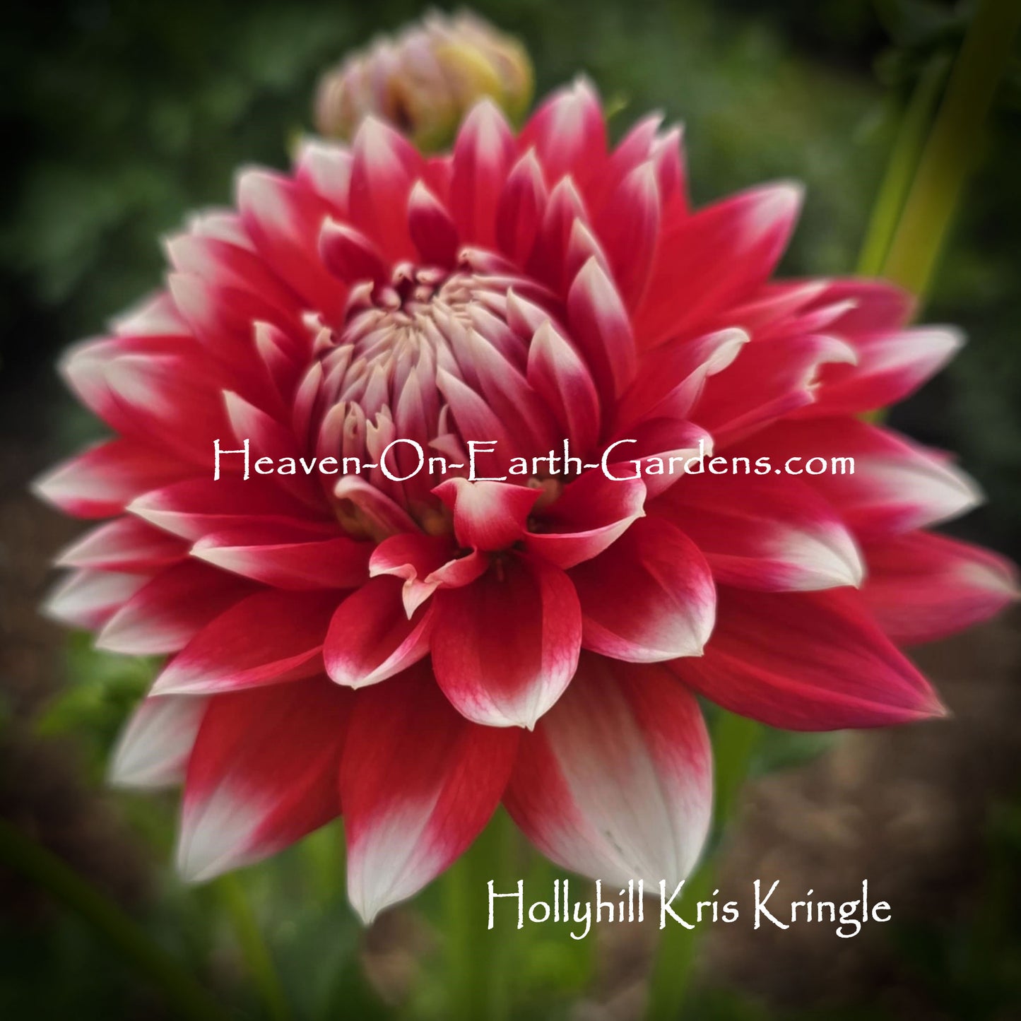Hollyhill Kris Kringle