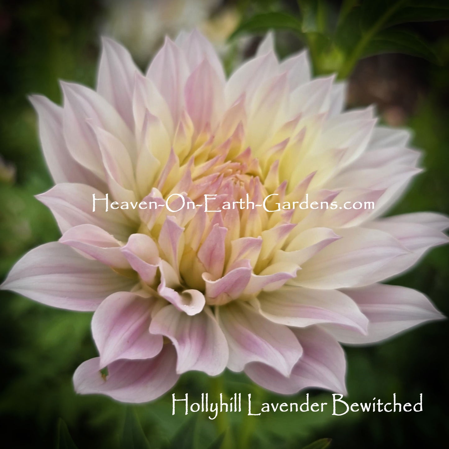 Hollyhill Lavender Bewitched