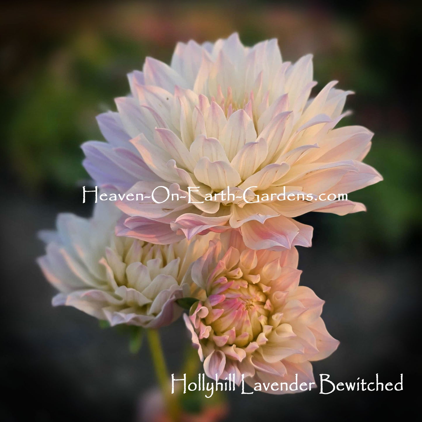 Hollyhill Lavender Bewitched