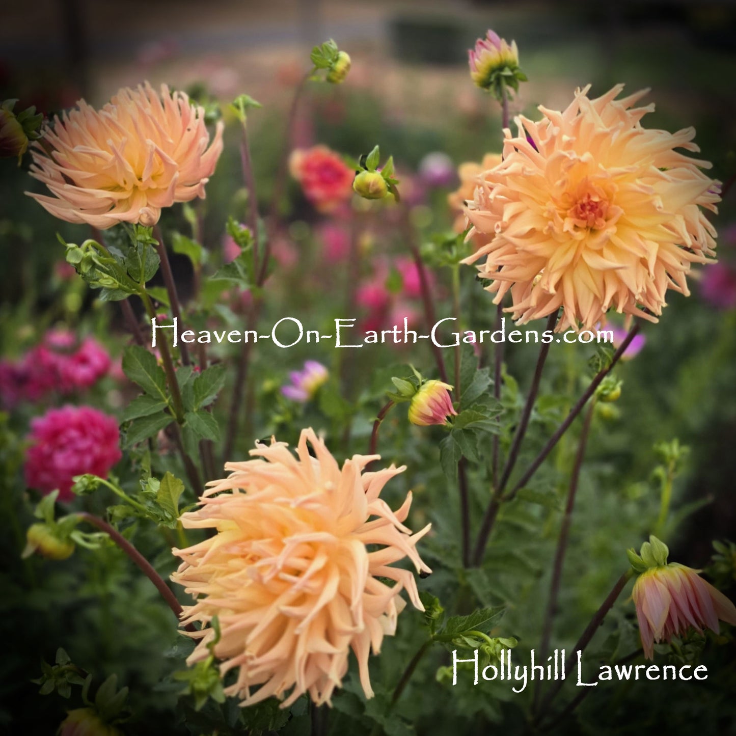 Hollyhill Lawrence