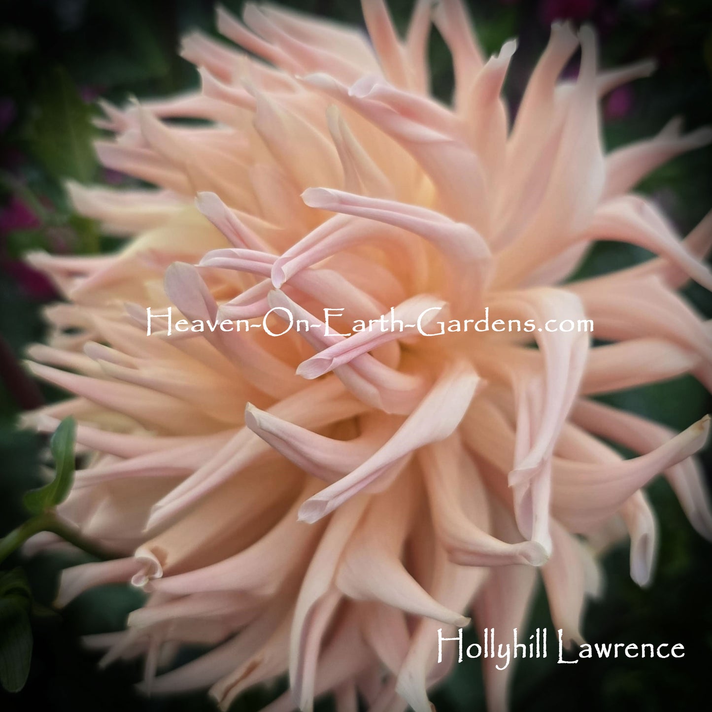 Hollyhill Lawrence