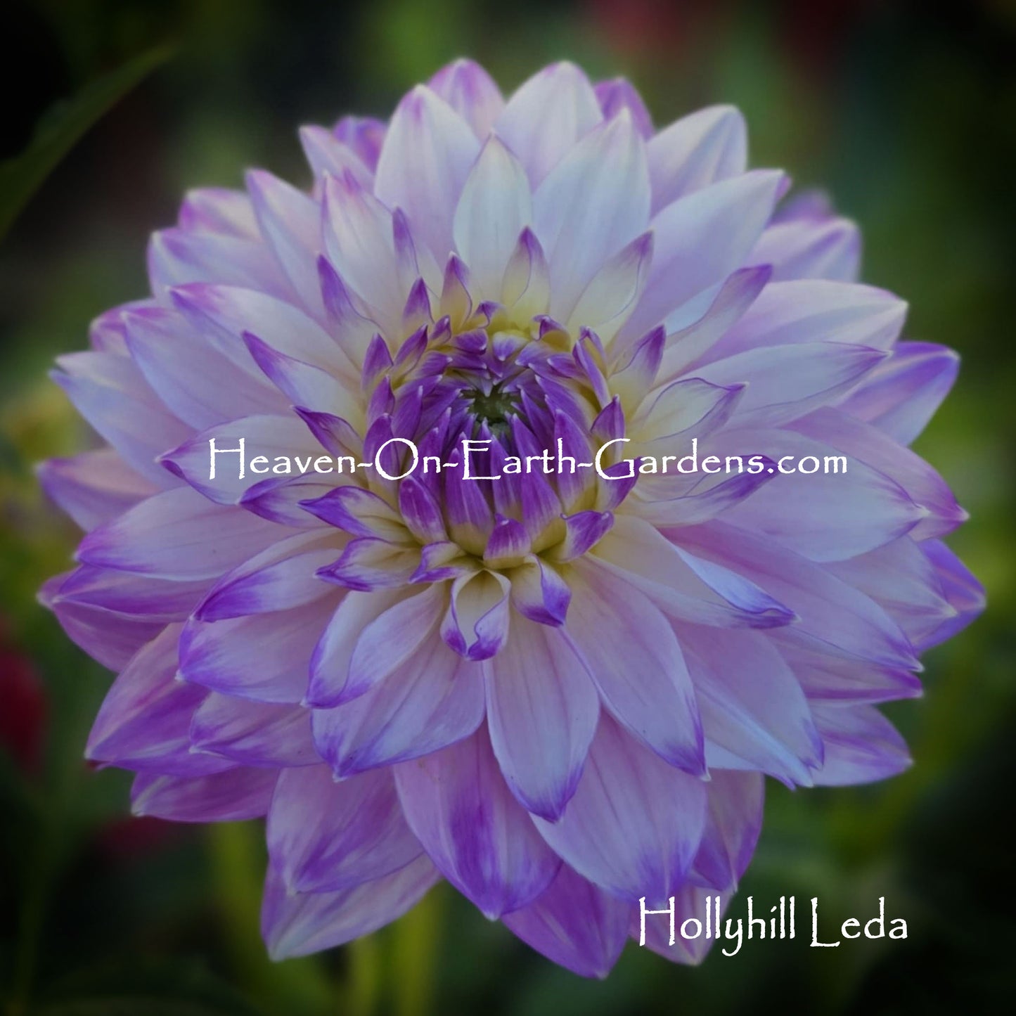 Hollyhill Leda