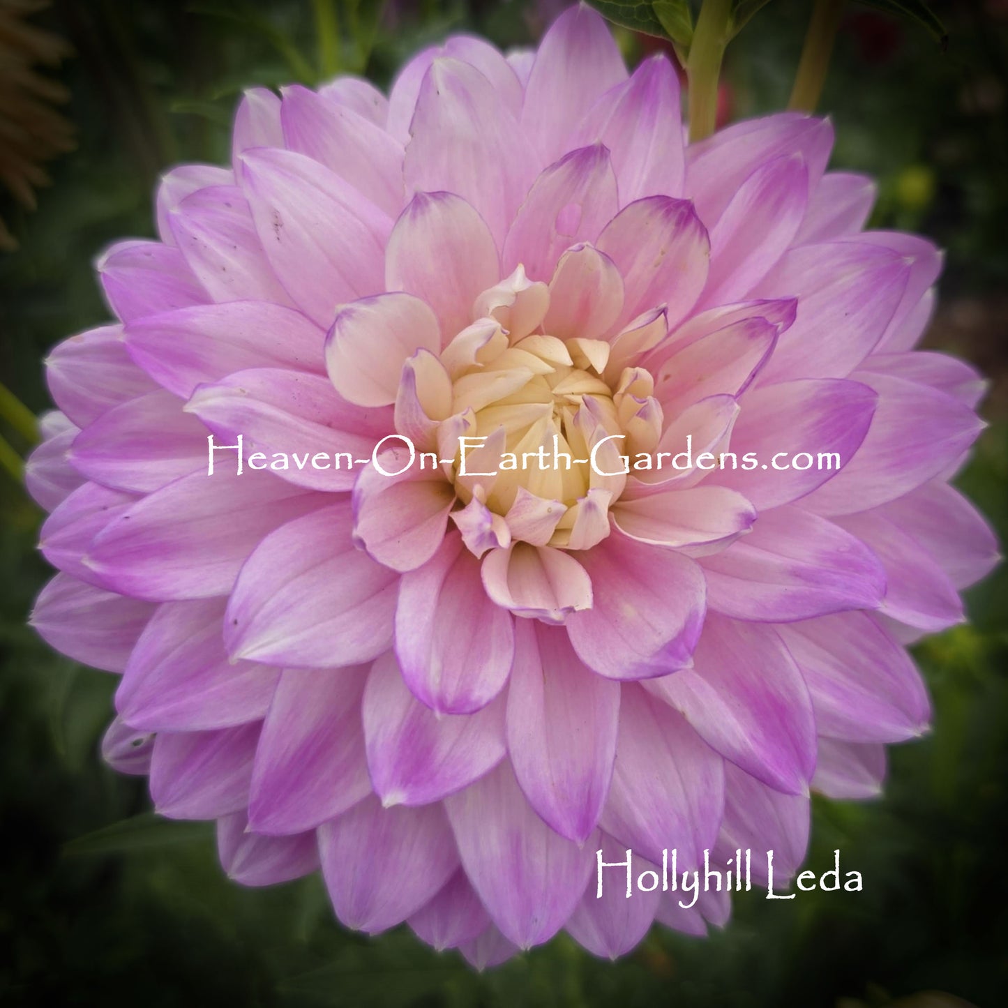 Hollyhill Leda