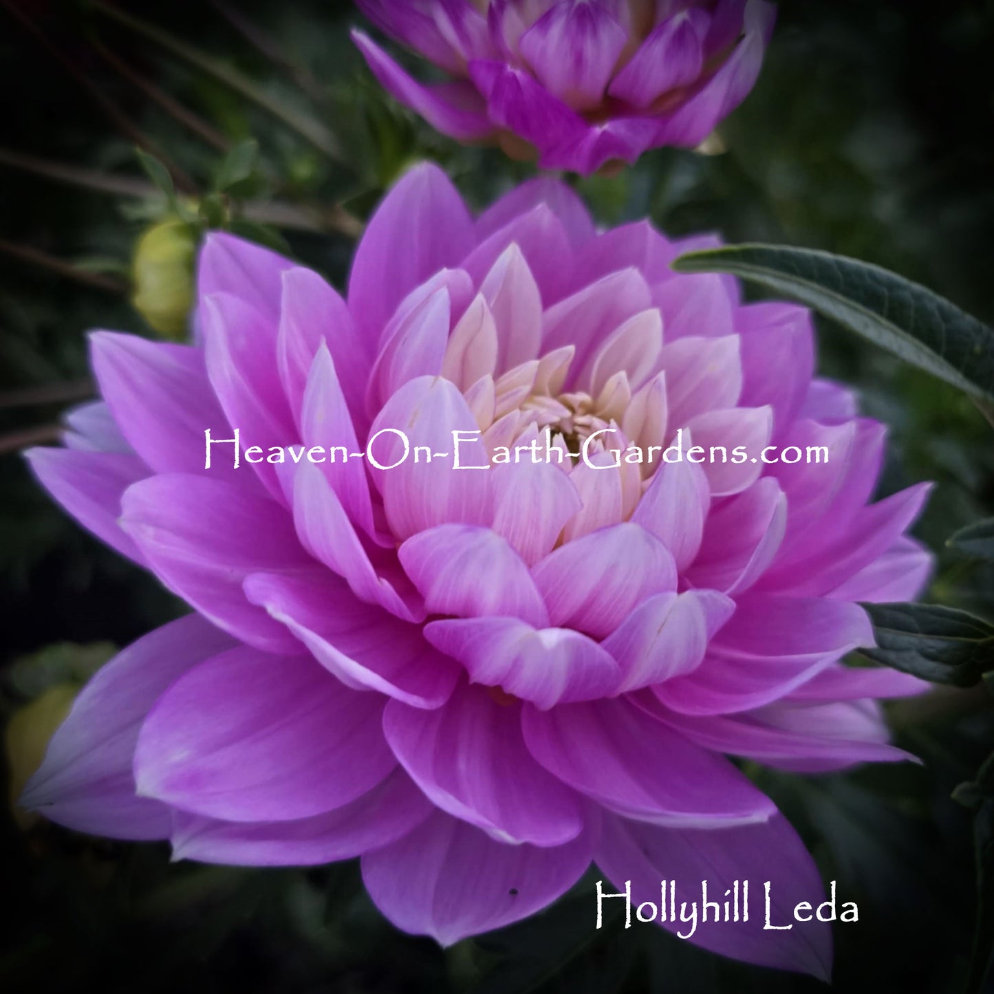 Hollyhill Leda