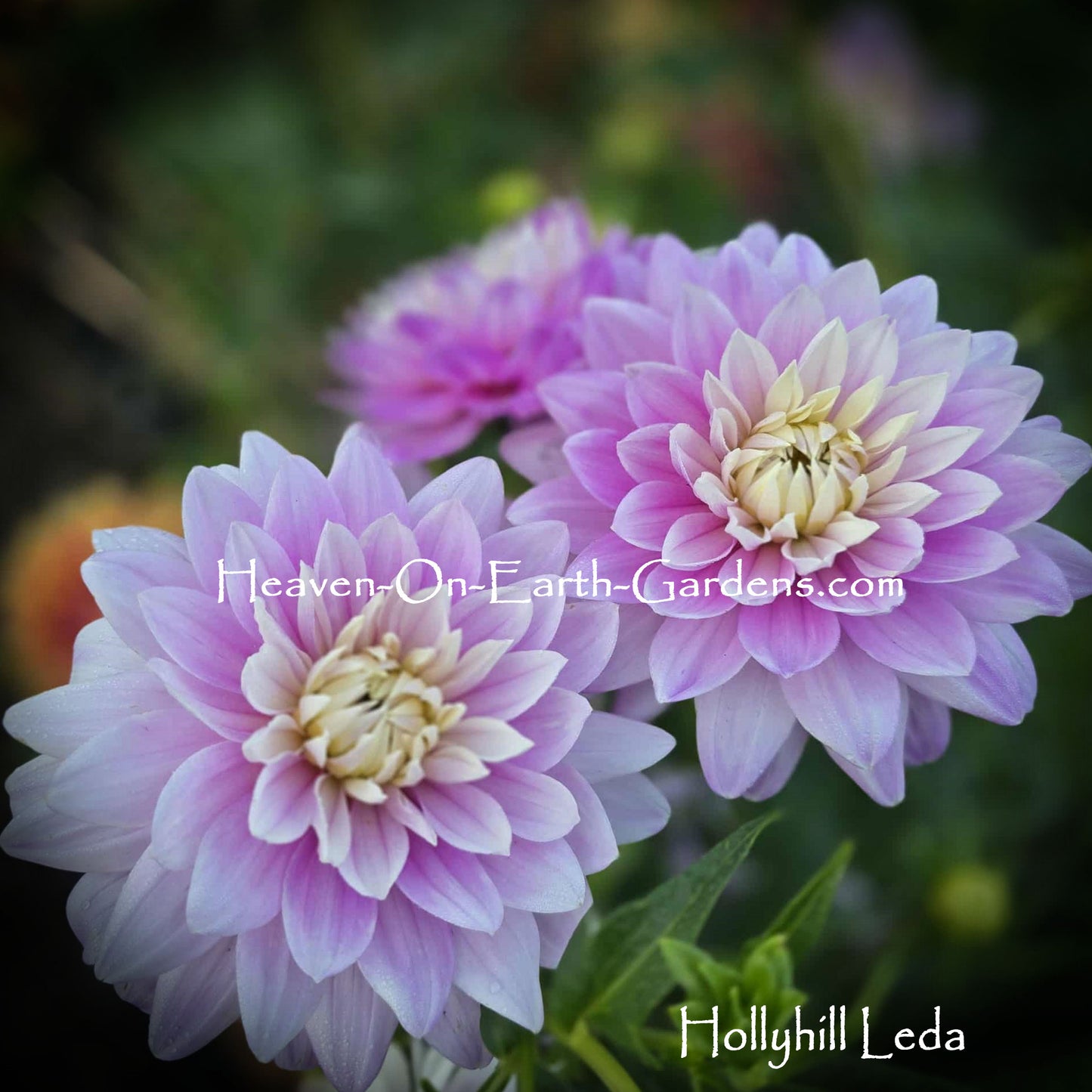 Hollyhill Leda