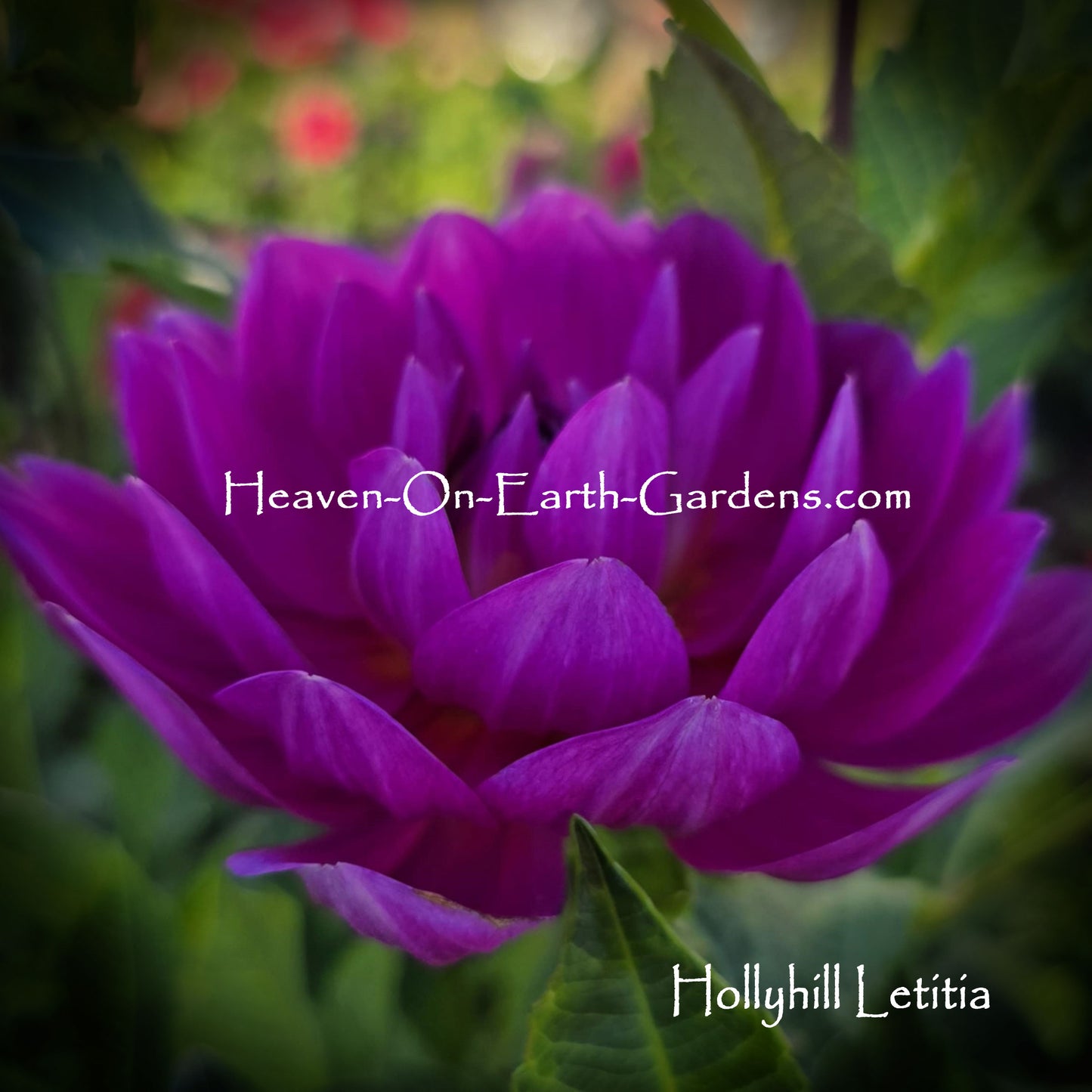 Hollyhill Letitia