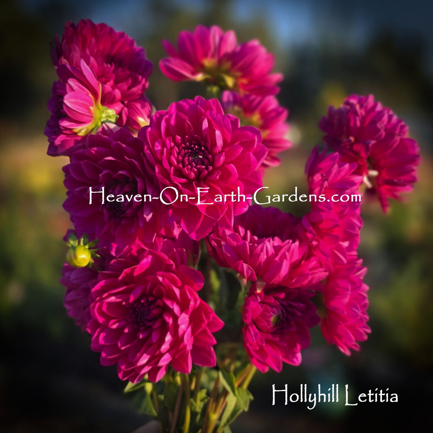 Hollyhill Letitia