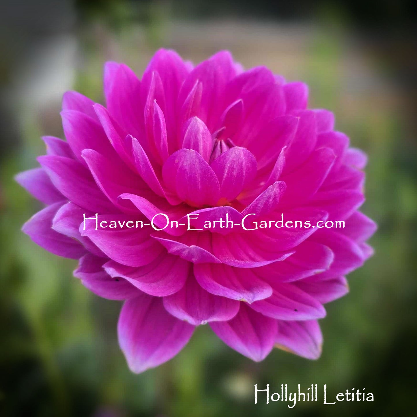 Hollyhill Letitia
