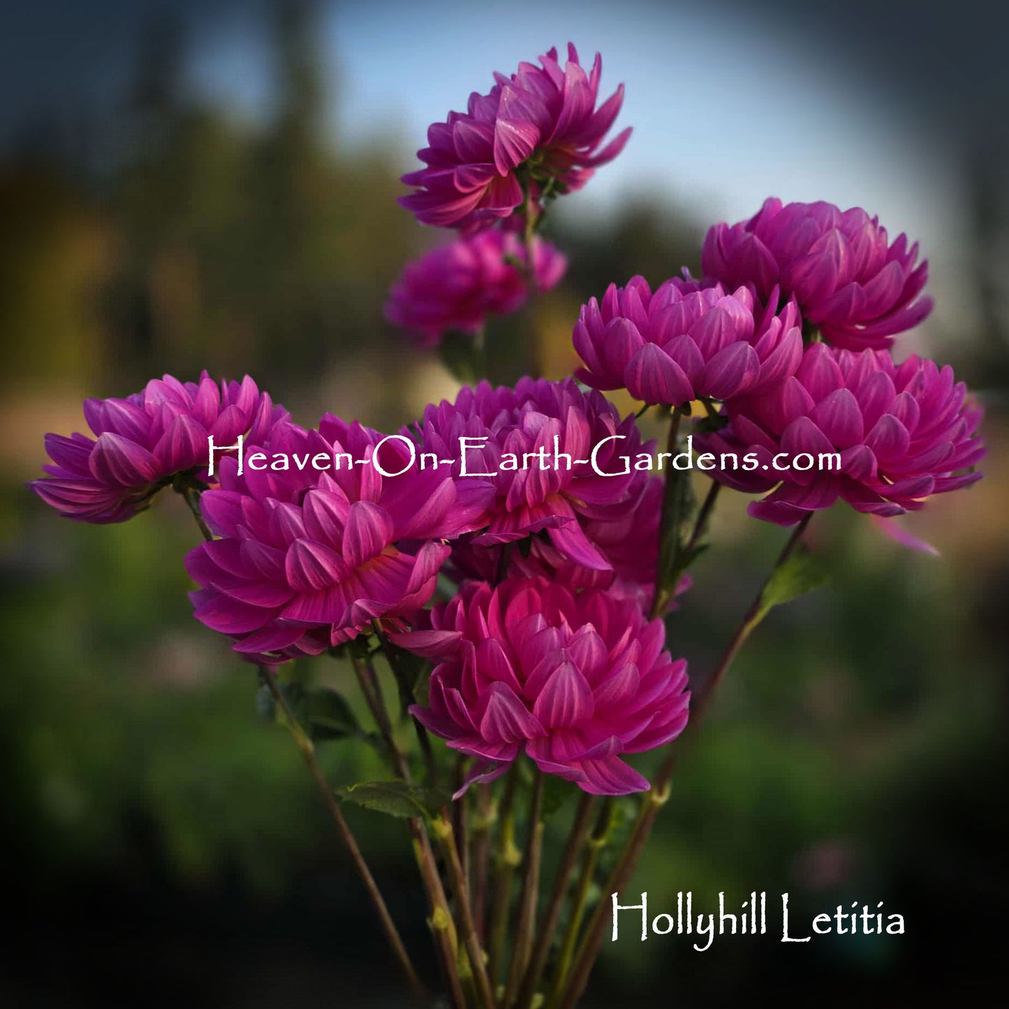 Hollyhill Letitia