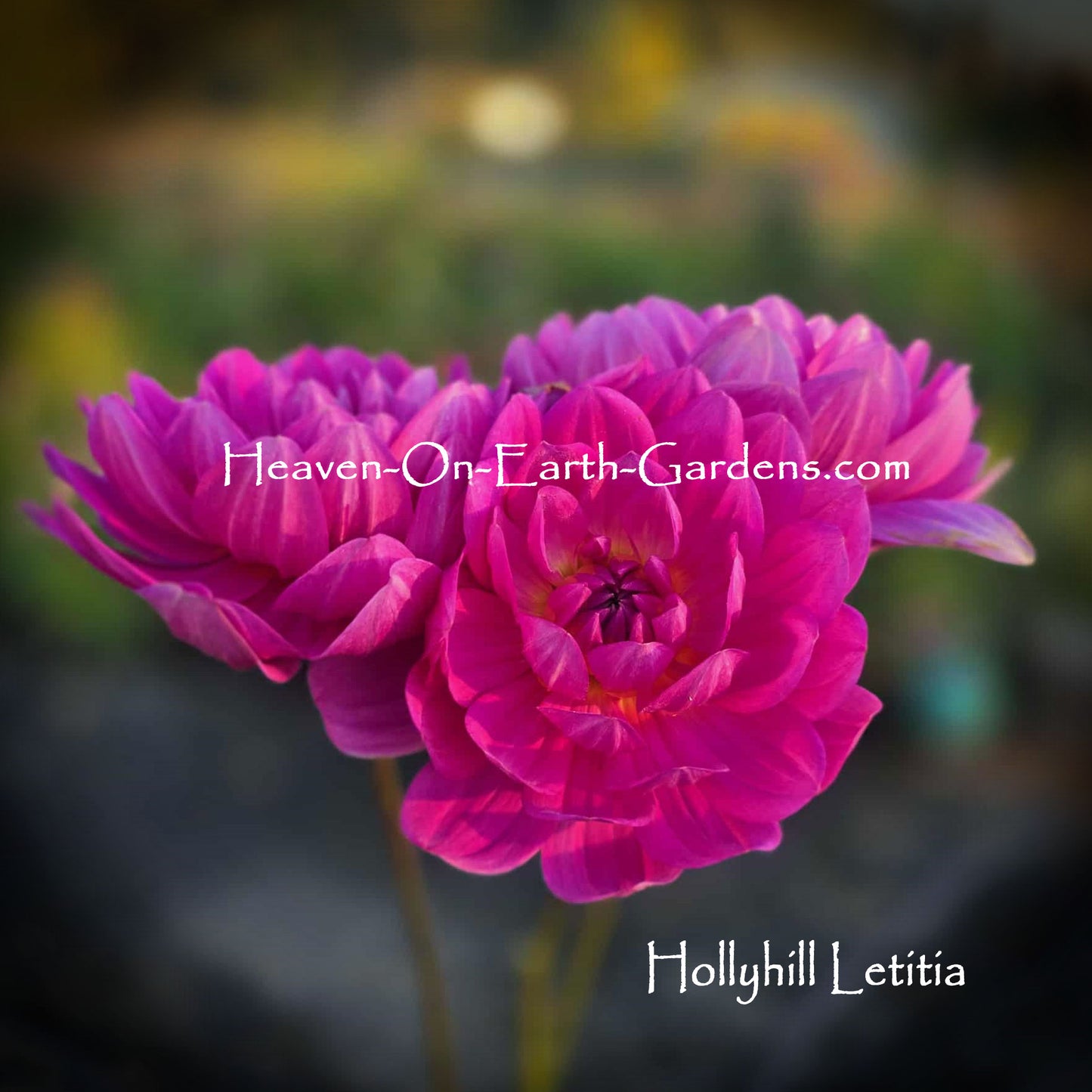 Hollyhill Letitia