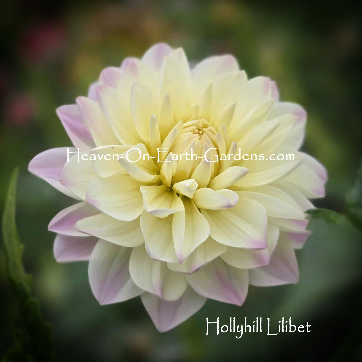 Hollyhill Lilibet
