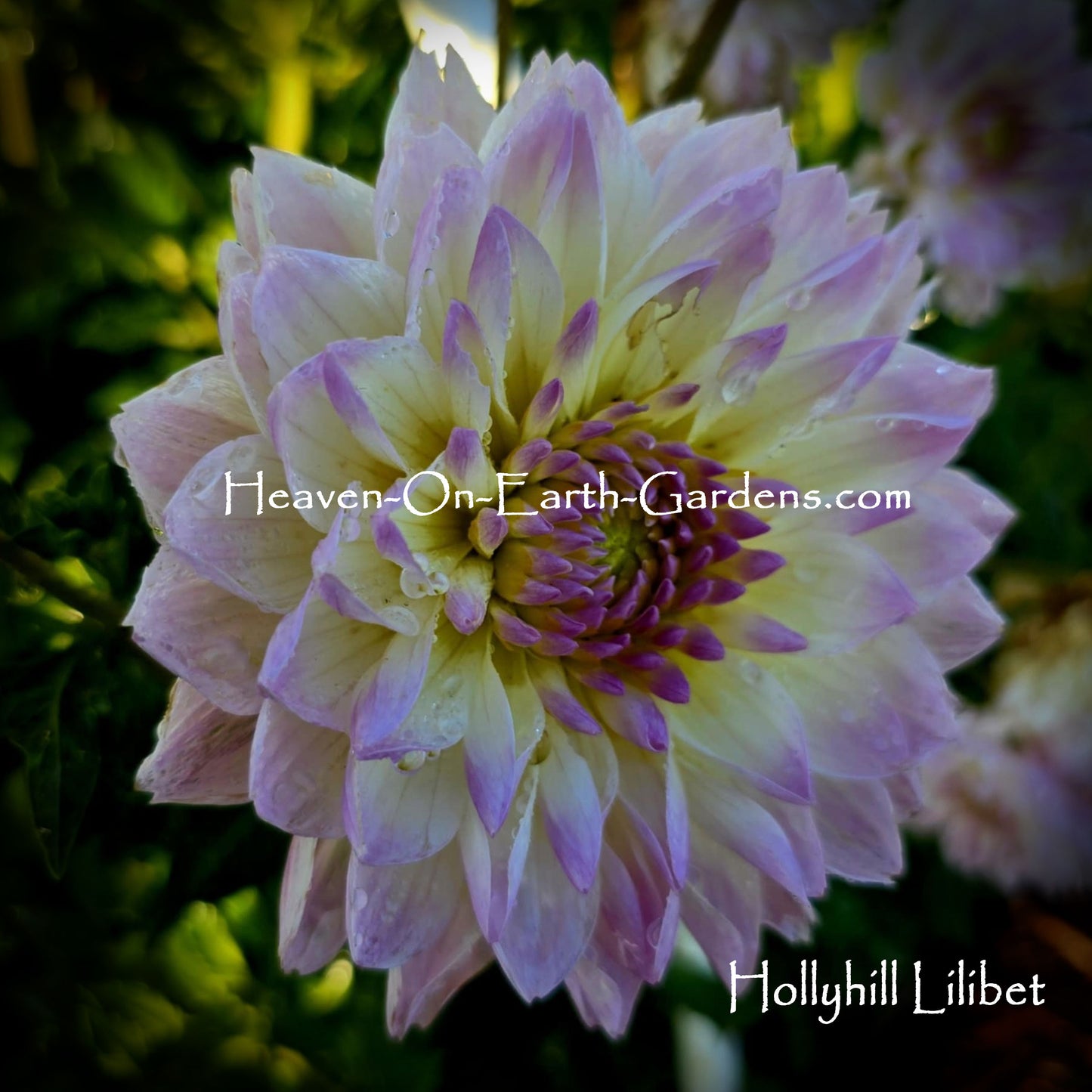 Hollyhill Lilibet