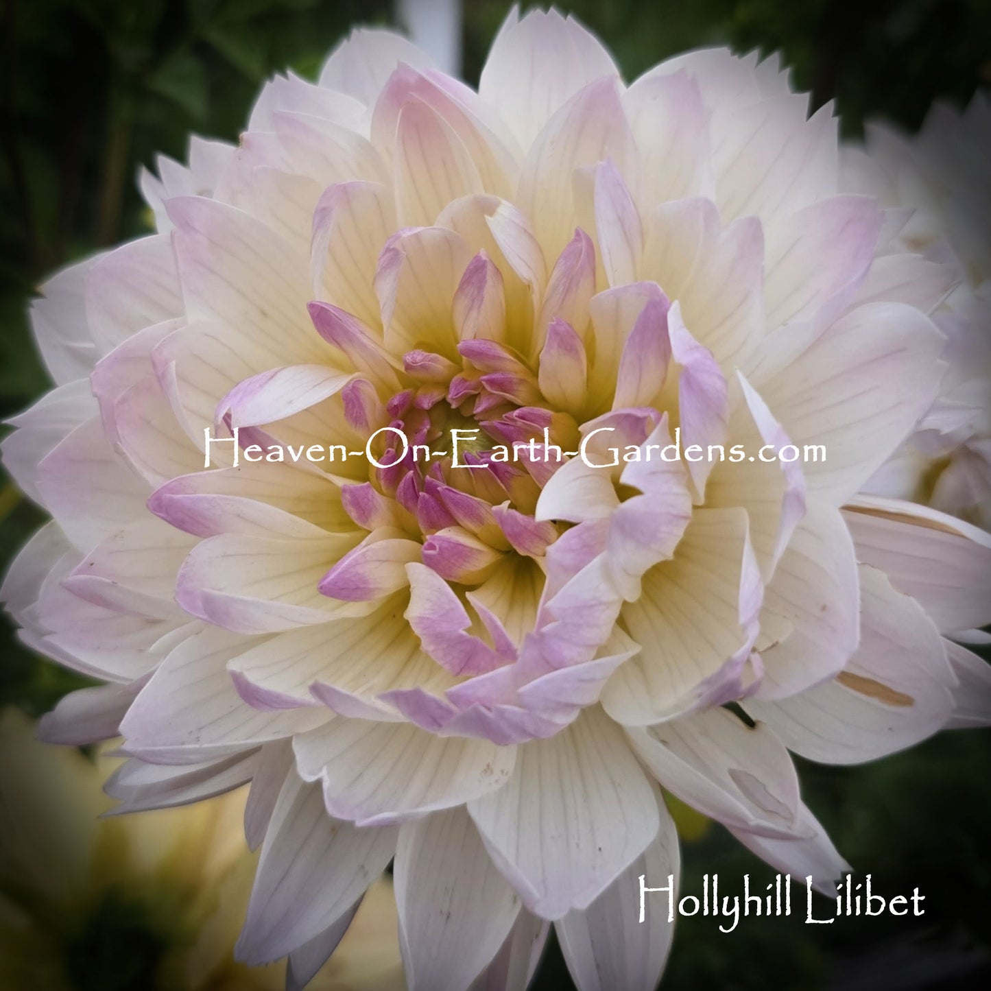 Hollyhill Lilibet