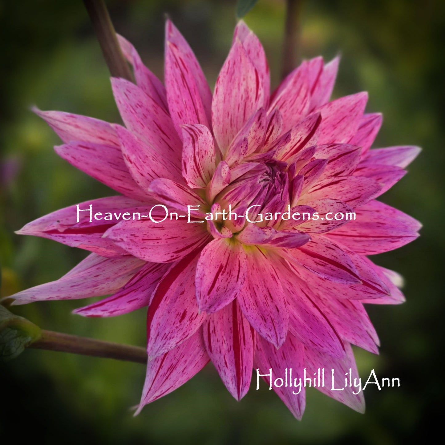 Hollyhill LilyAnn