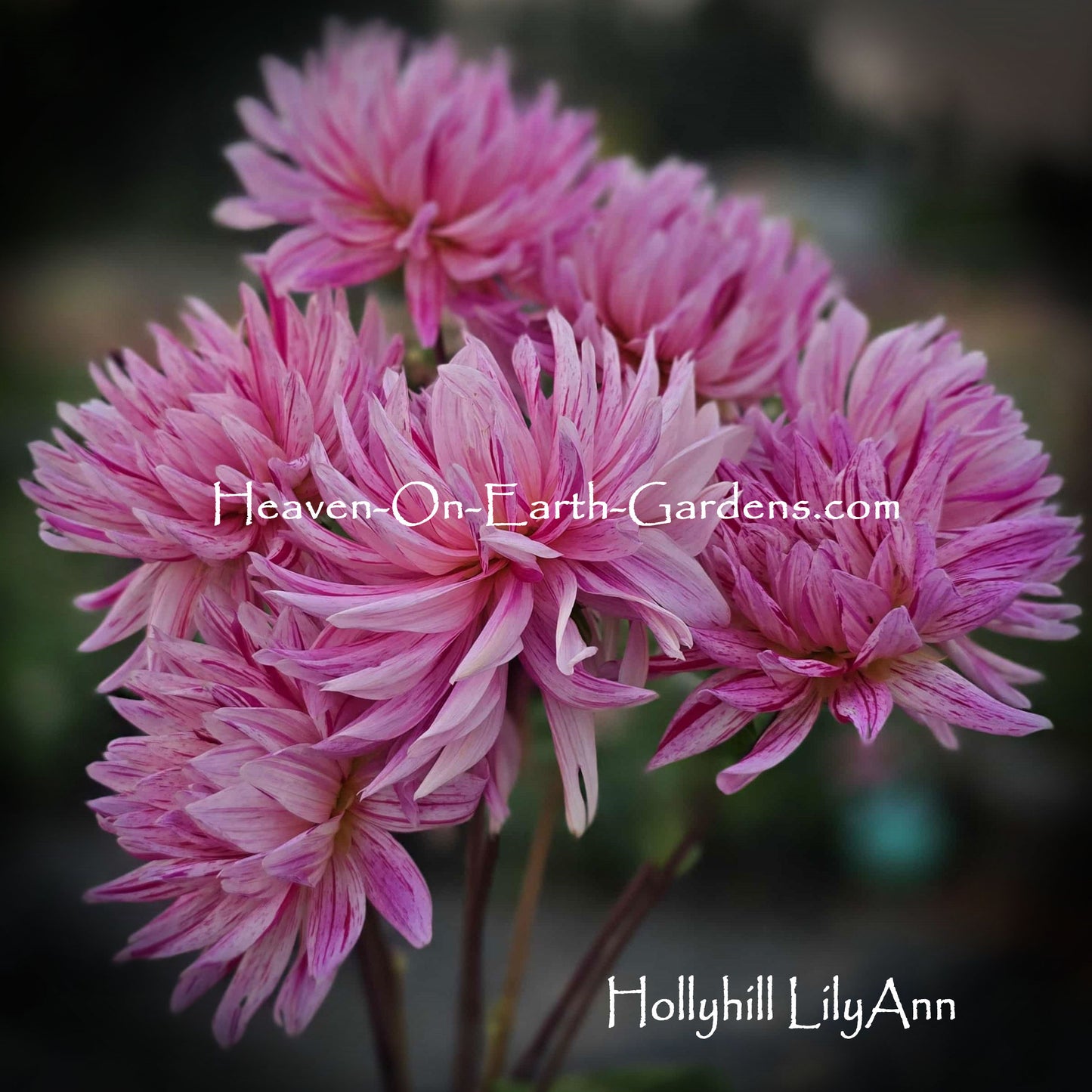 Hollyhill LilyAnn