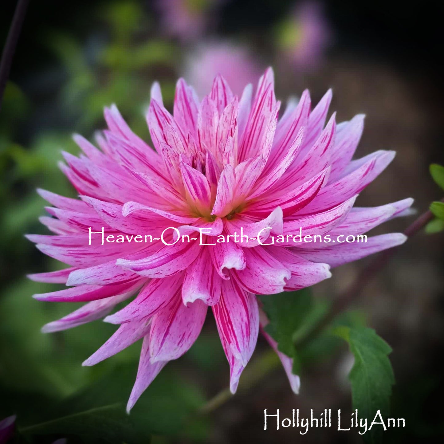 Hollyhill LilyAnn