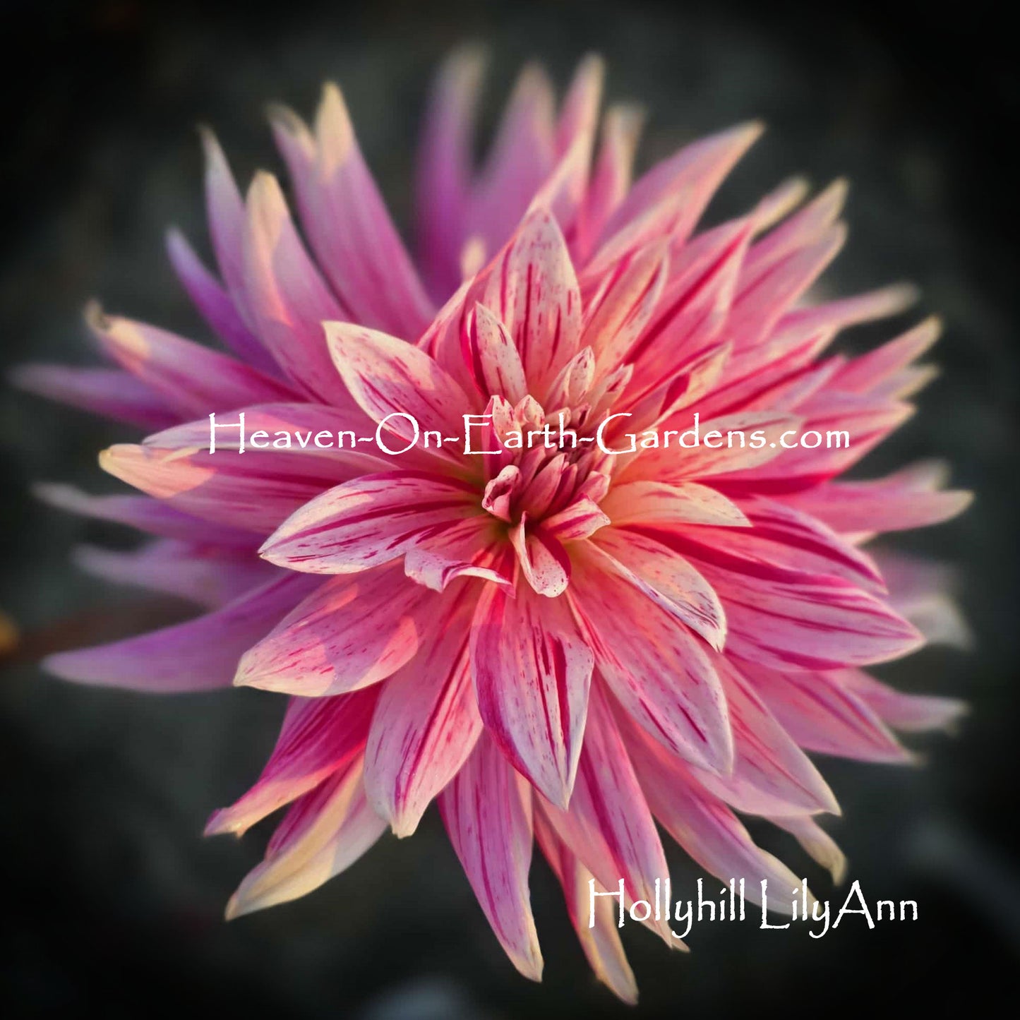 Hollyhill LilyAnn