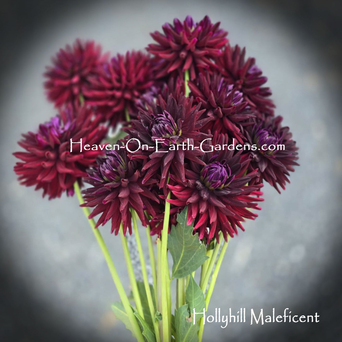 Hollyhill Maleficent