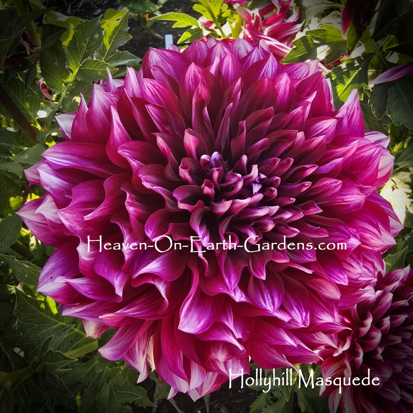 Hollyhill Masquerade