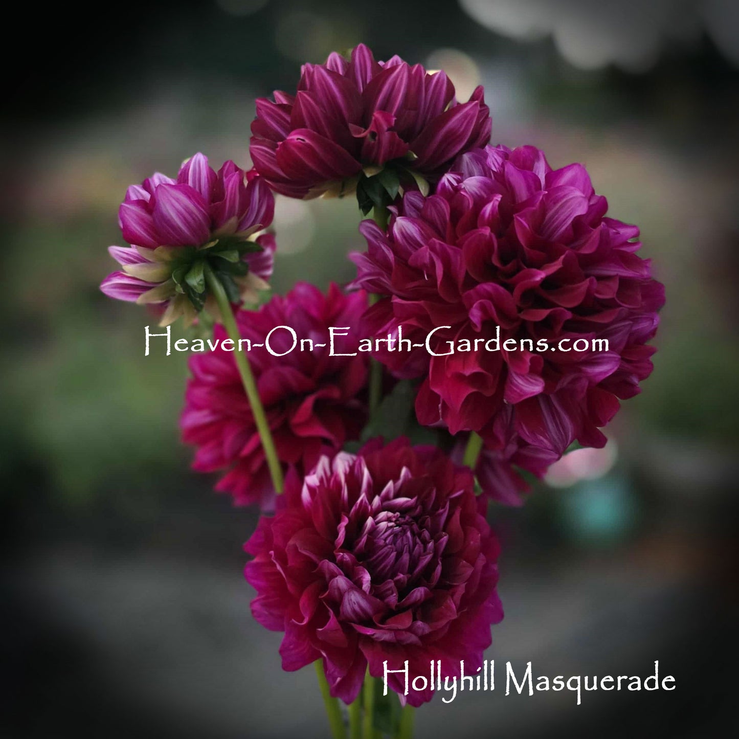 Hollyhill Masquerade