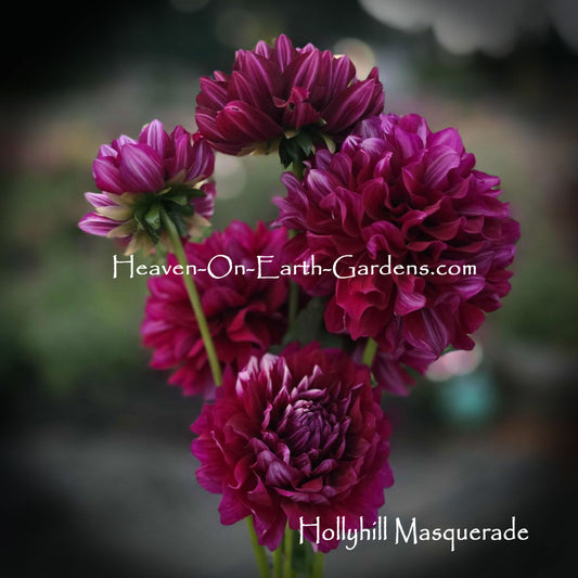 Hollyhill Masquerade