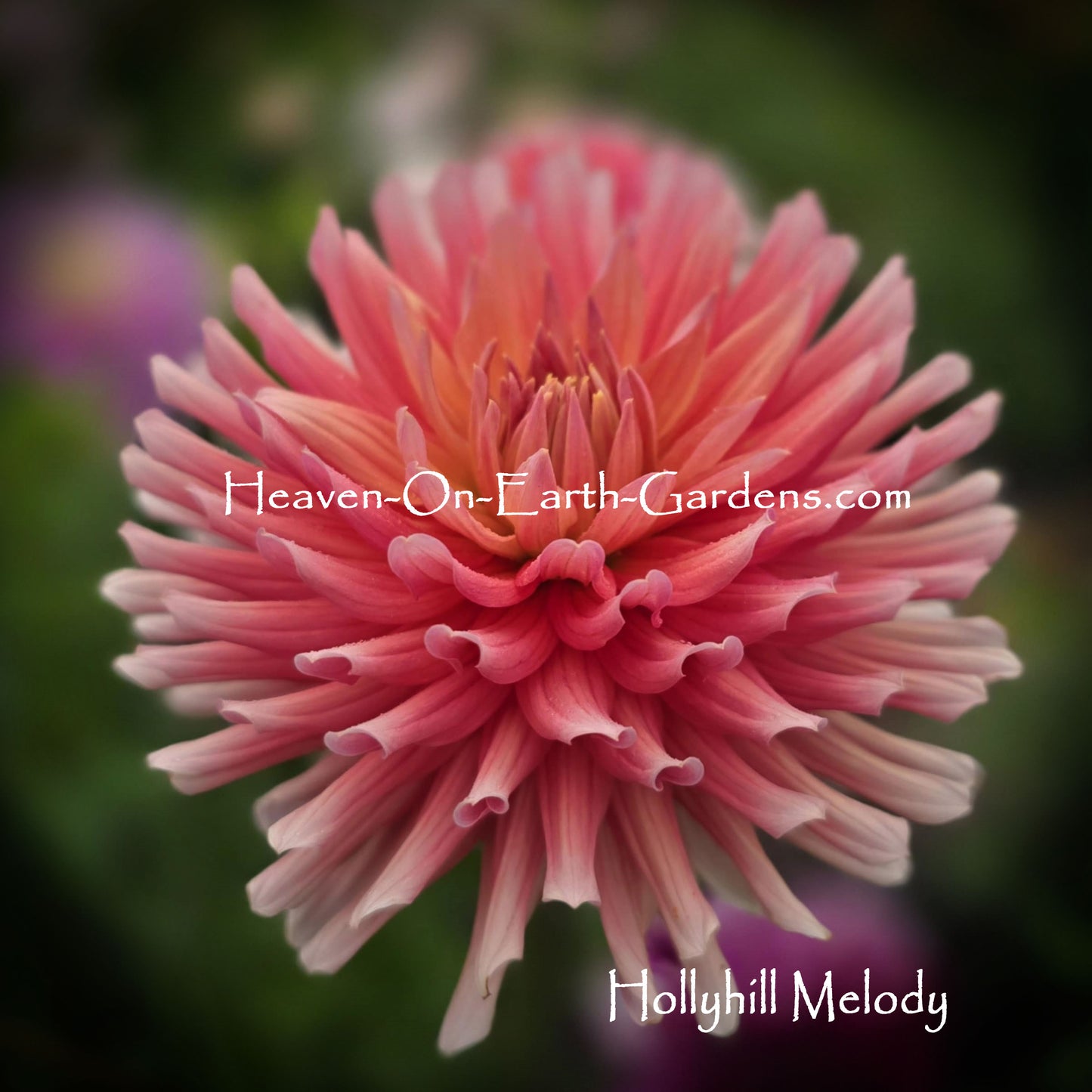Hollyhill Melody