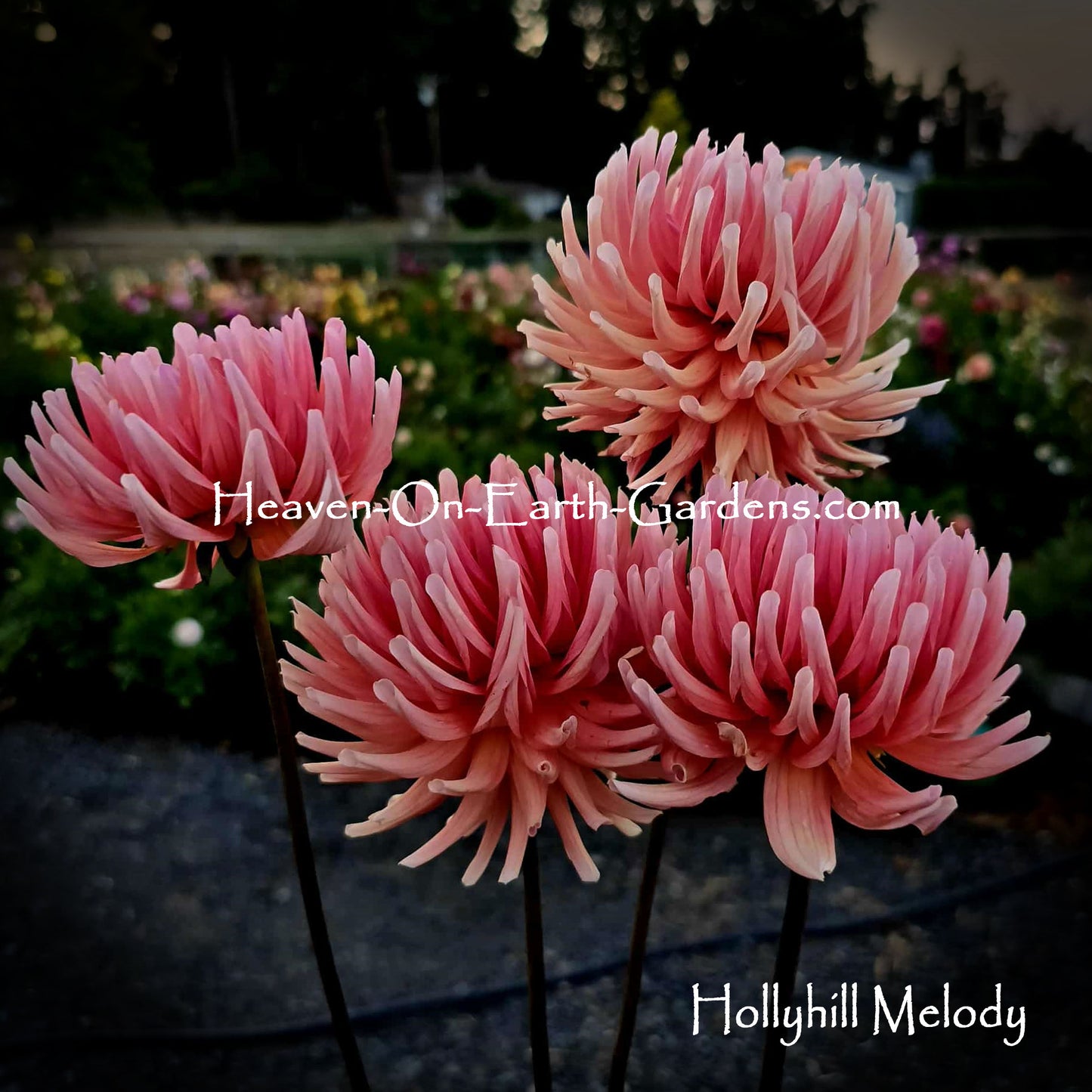 Hollyhill Melody