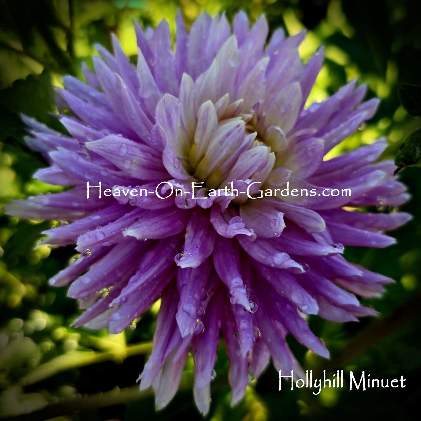 Hollyhill Minuet