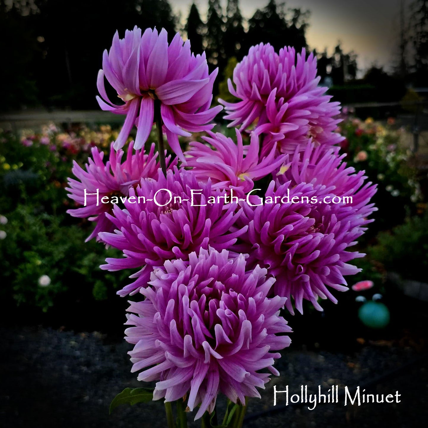 Hollyhill Minuet