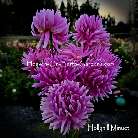Hollyhill Minuet