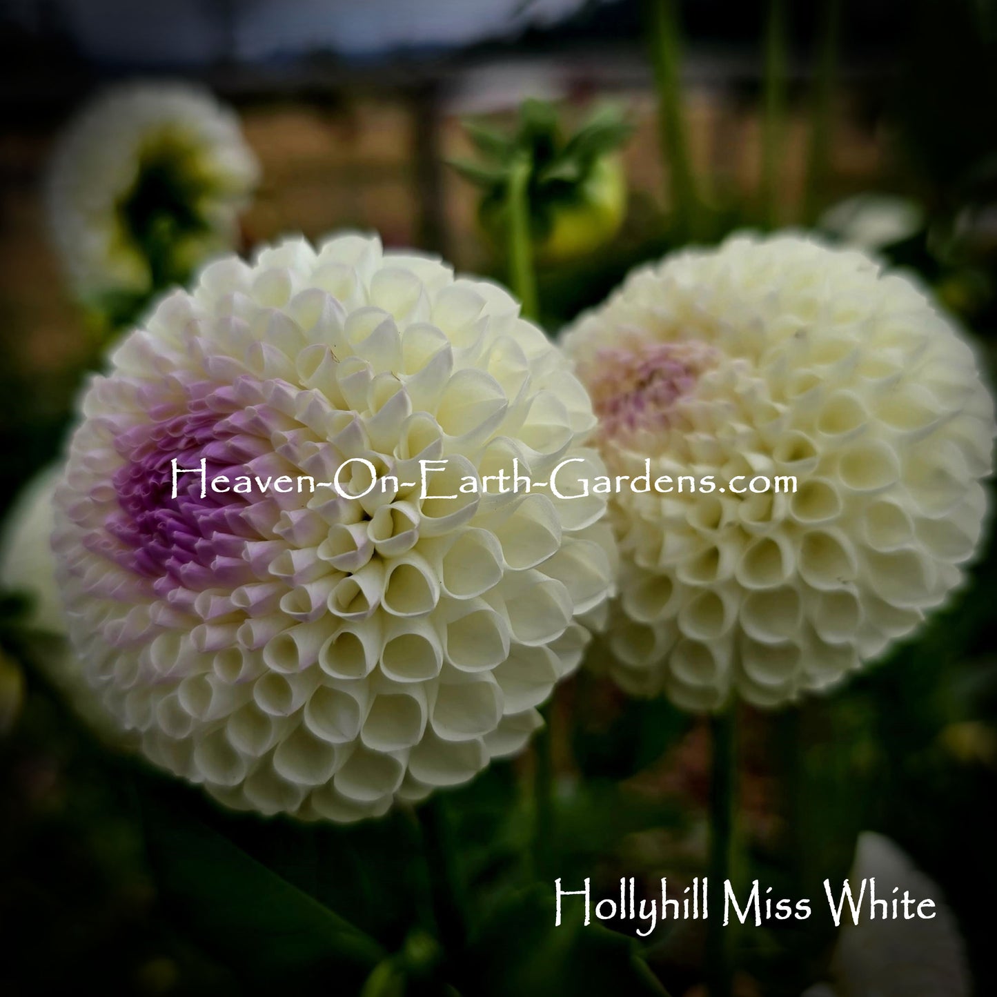 Hollyhill Miss White