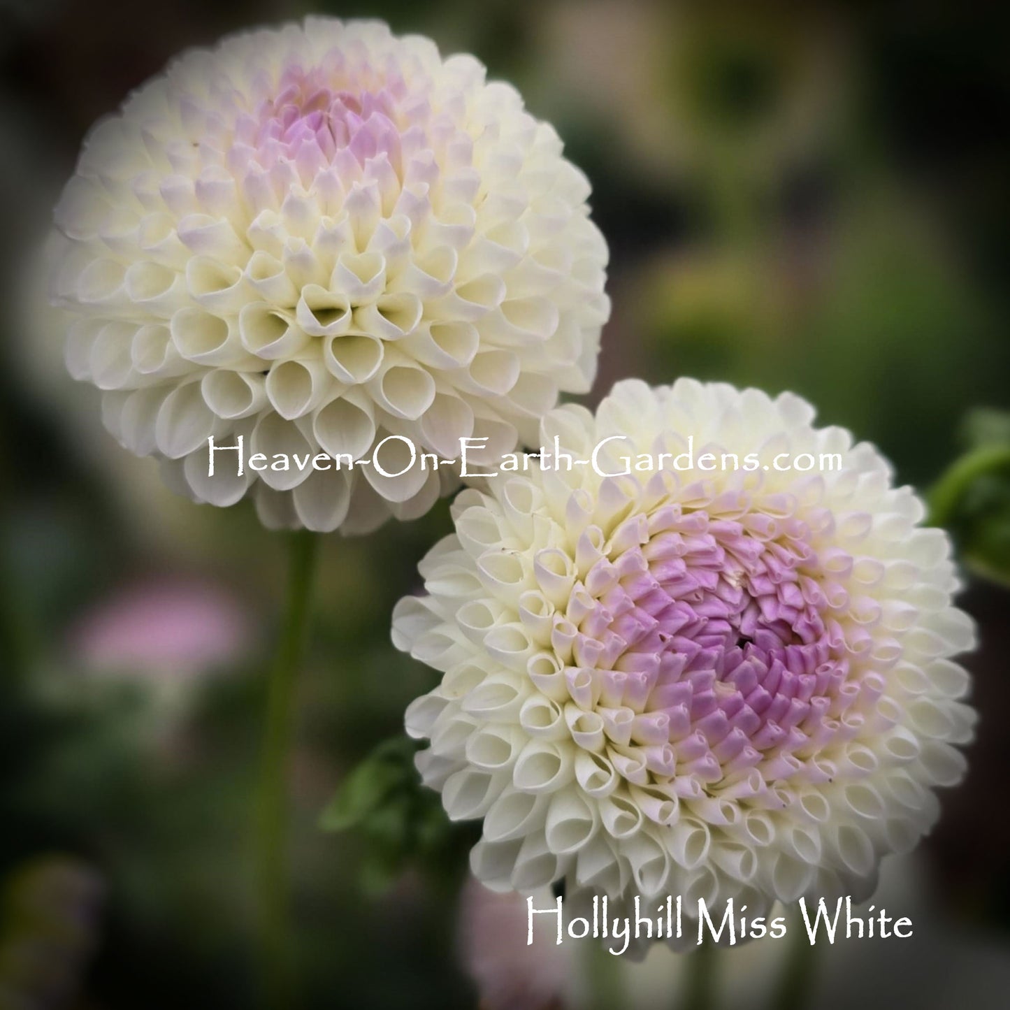 Hollyhill Miss White