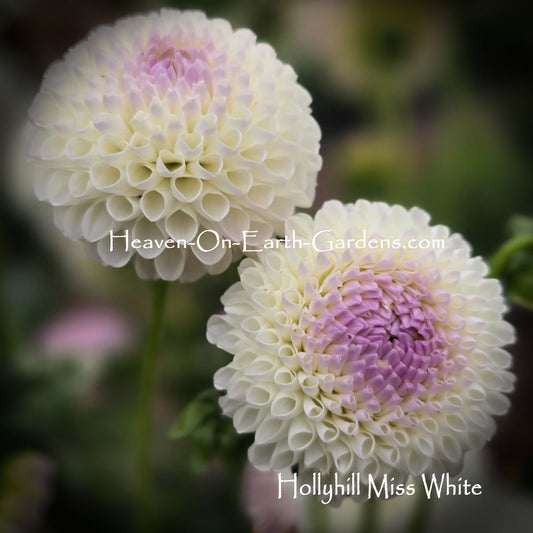 Hollyhill Miss White