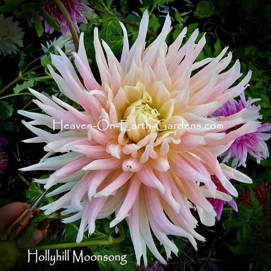 Hollyhill Moonsong