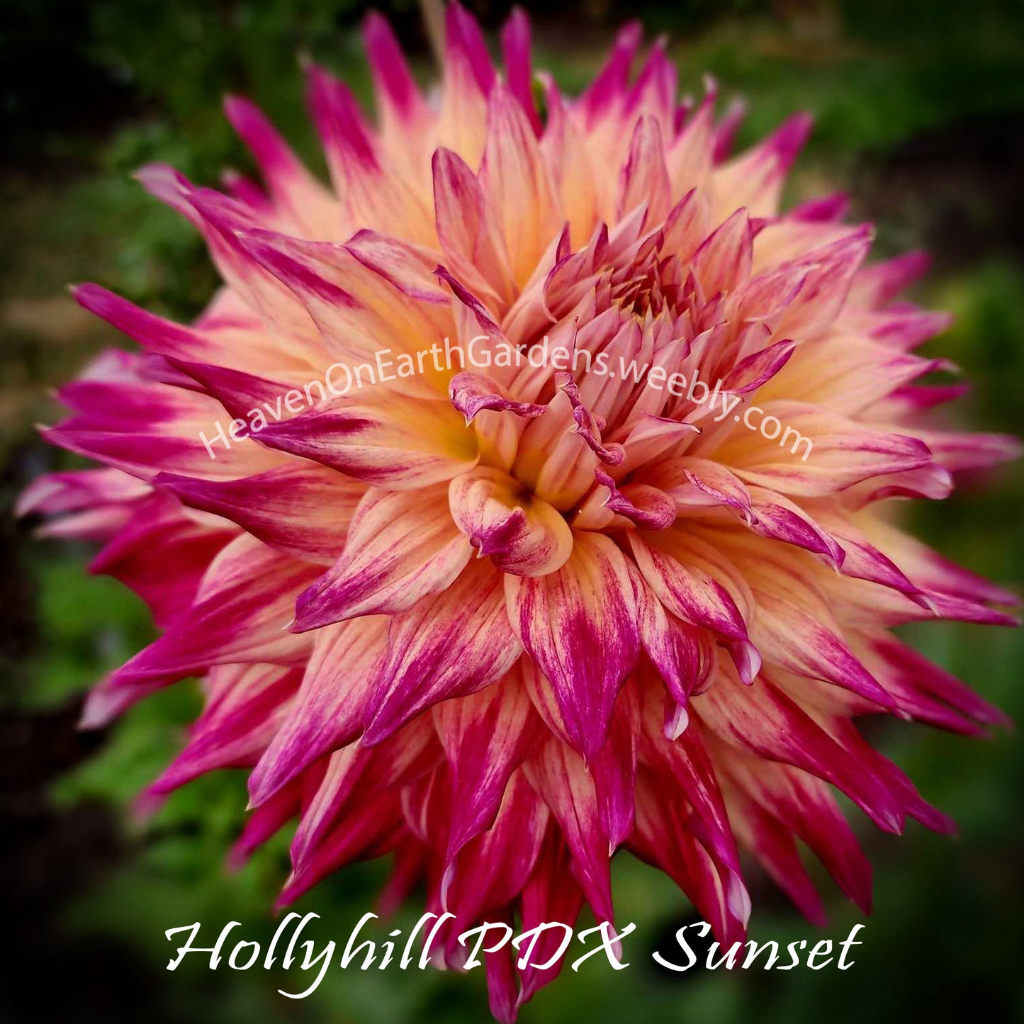 Hollyhill PDX Sunset