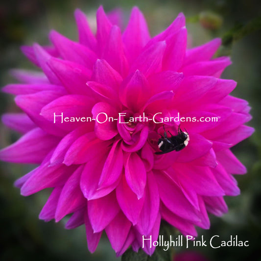 Hollyhill Pink Cadilac