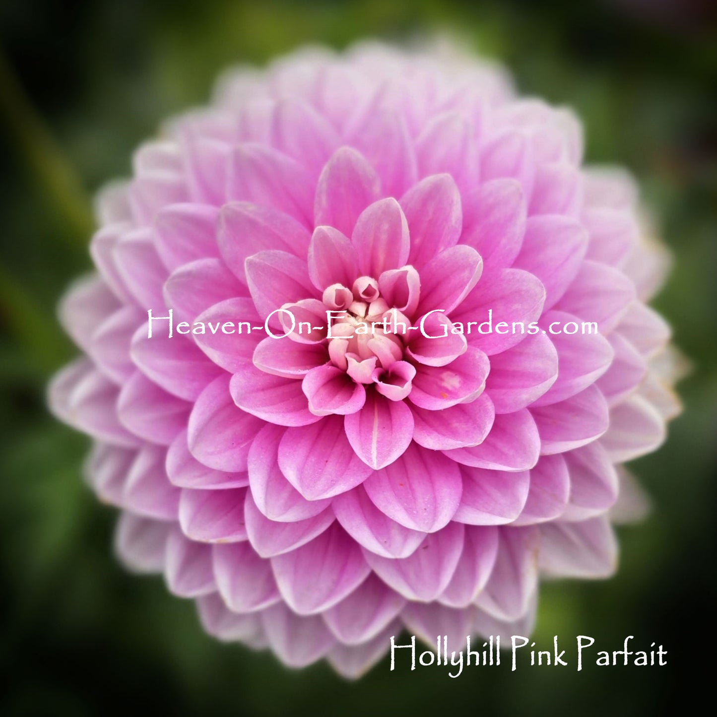 Hollyhill Pink Parfait