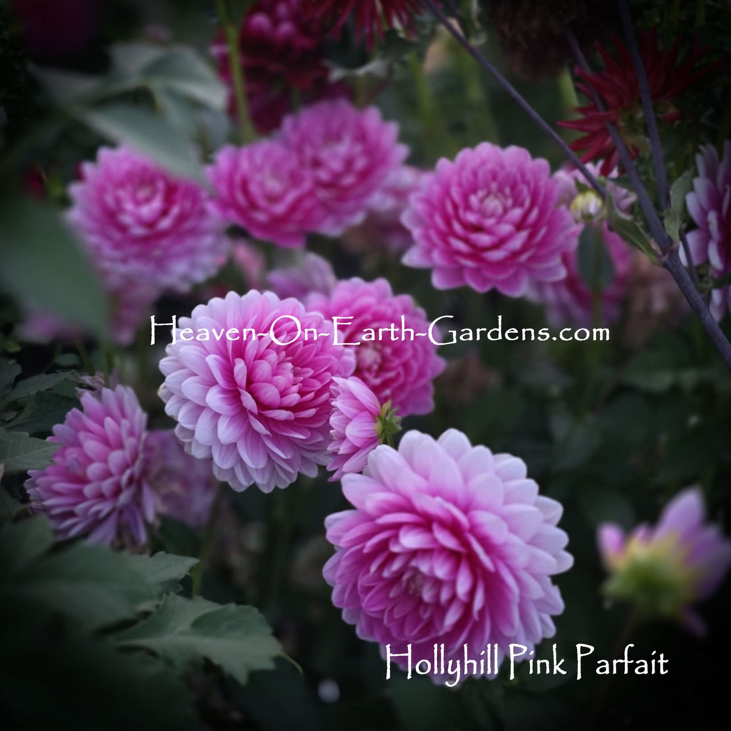 Hollyhill Pink Parfait