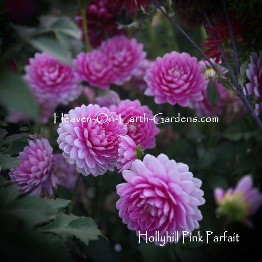 Hollyhill Pink Parfait